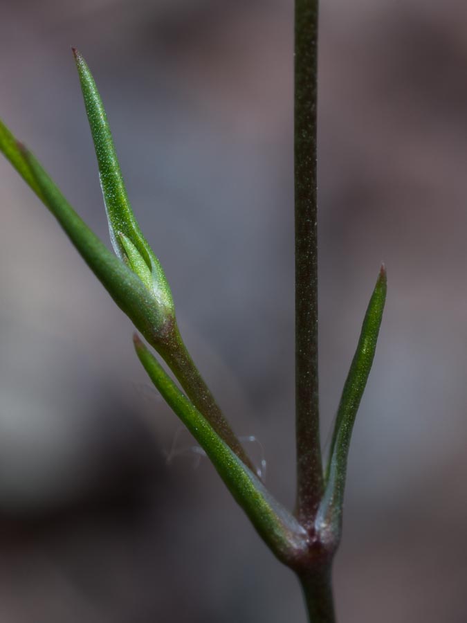 Minuartia hybrida ?